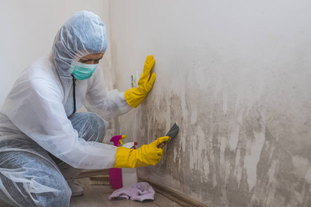 Best Mold Damage Repair  in Gore, OK