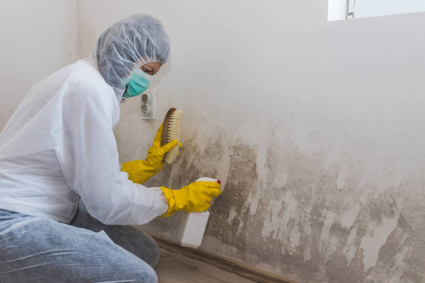 Professional Mold Removal in Gore, OK