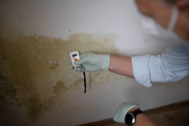 Best Professional Mold Removal  in Gore, OK
