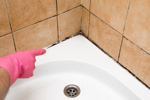 Best Commercial Mold Removal  in Gore, OK