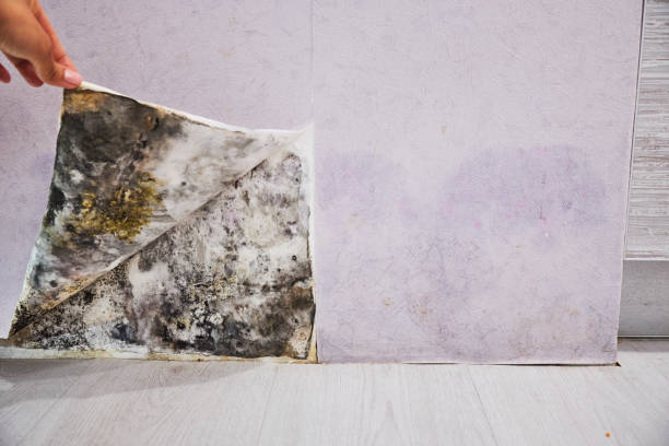 Best Emergency Mold Removal  in Gore, OK
